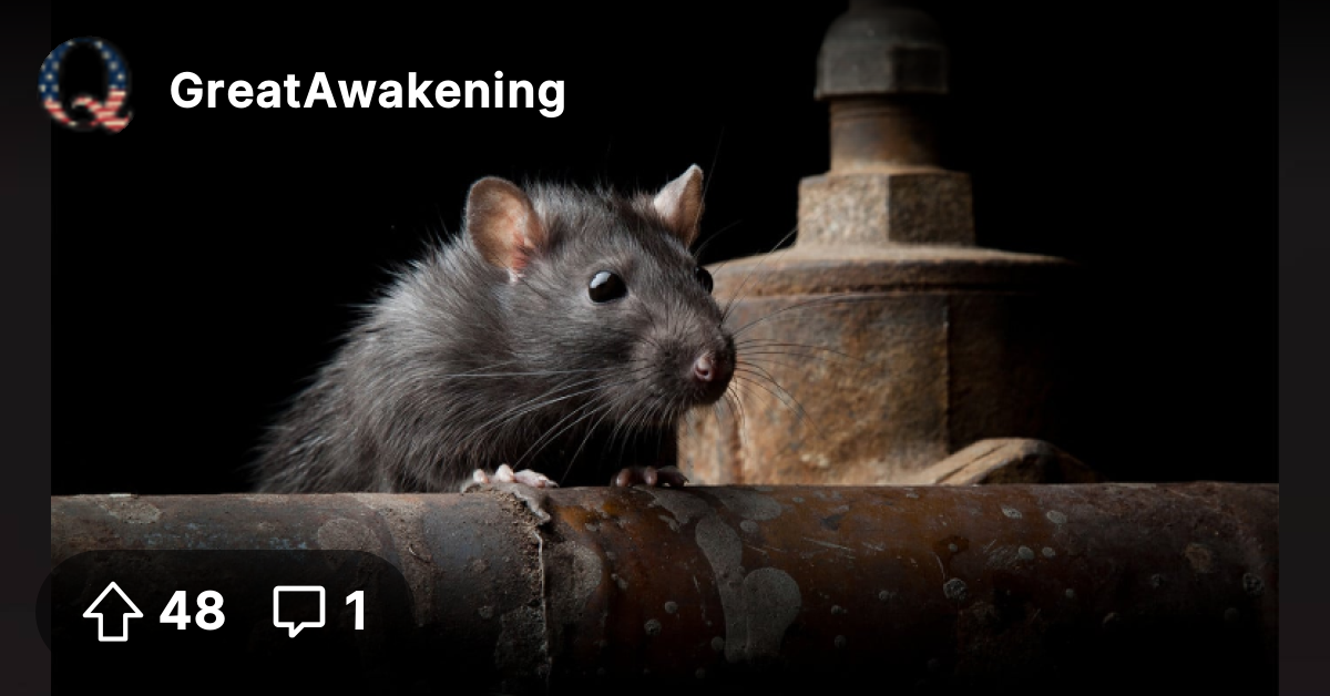 Rat Colony Under DC disgusted to find the city is infested with ...